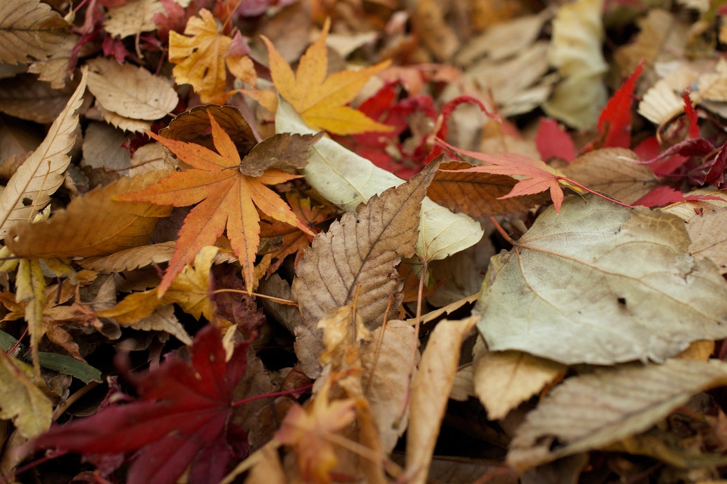 ece relief job nz autumn leaves